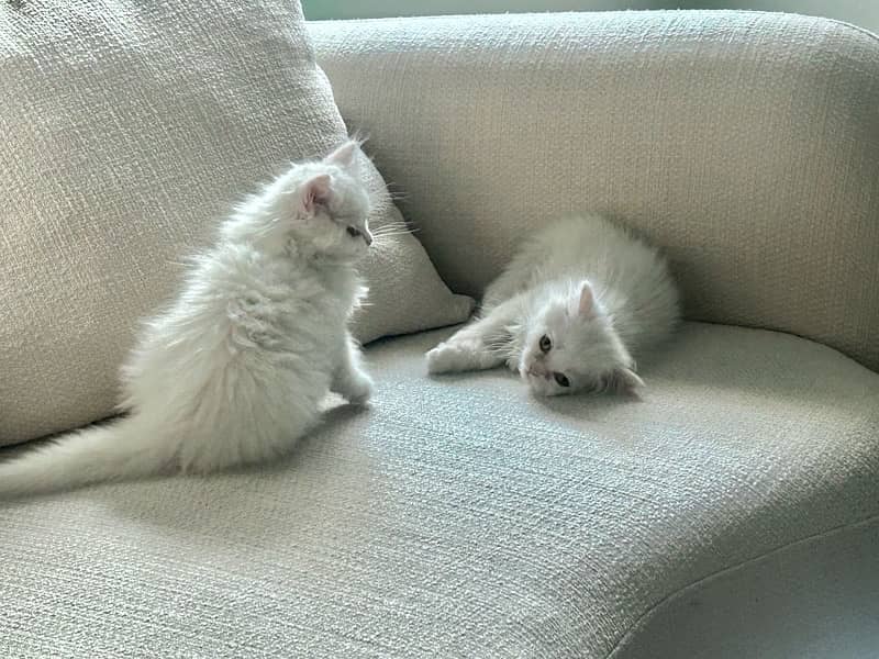 Male Female Semi-Punch White Tripple Coated Persian Kittens DHA Lahore 6