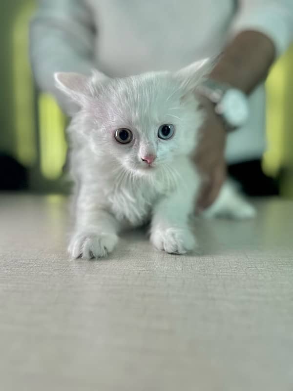 Male Female Semi-Punch White Tripple Coated Persian Kittens DHA Lahore 7