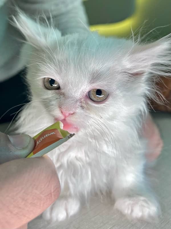 Male Female Semi-Punch White Tripple Coated Persian Kittens DHA Lahore 9