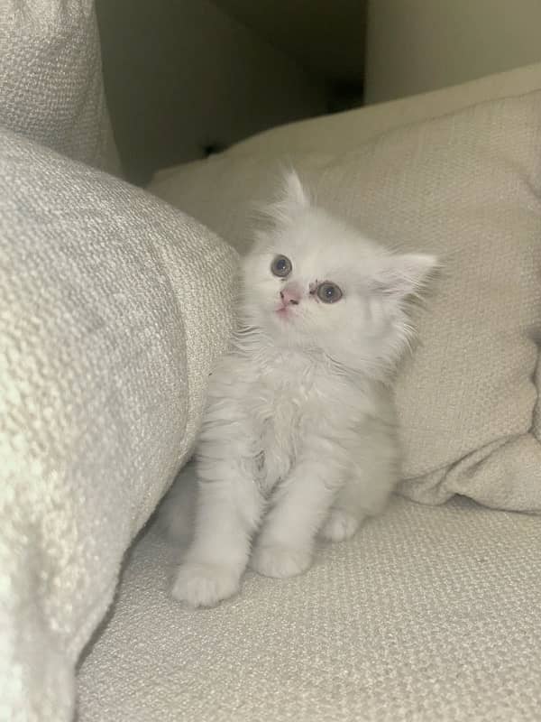 Male Female Semi-Punch White Tripple Coated Persian Kittens DHA Lahore 10