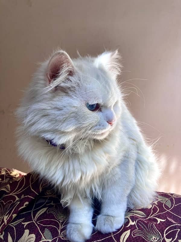 White Persoan Male Cat 4 Sale 3