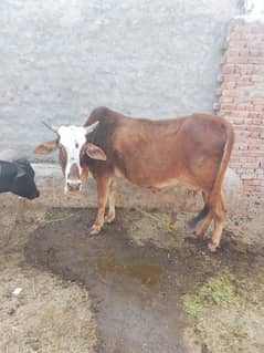 cow sahiwal Cros gaye 5 kilo dood 3 sua