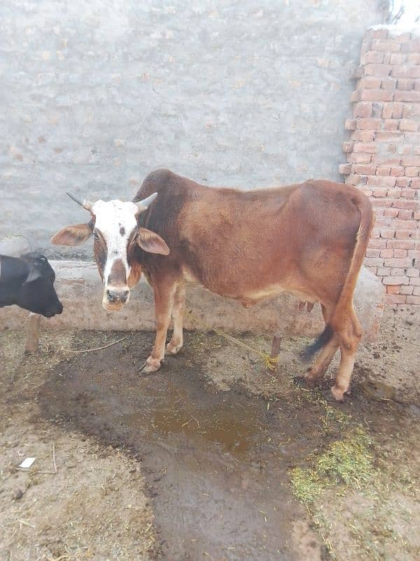 cow sahiwal Cros gaye 5 kilo dood 3 sua 0