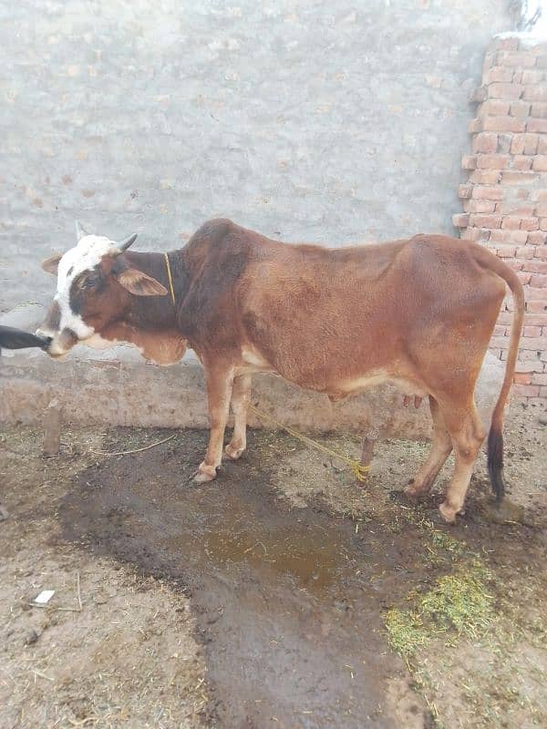 cow sahiwal Cros gaye 5 kilo dood 3 sua 1