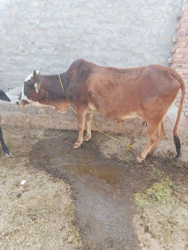 cow sahiwal Cros gaye 5 kilo dood 3 sua 2