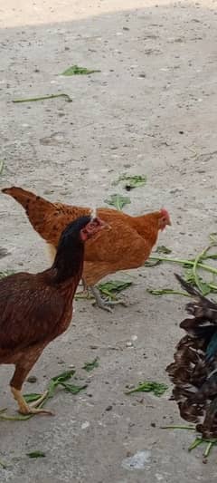 GOLDEN MISRI AND ASEEL HENS Aseel hens with chicks fancy male