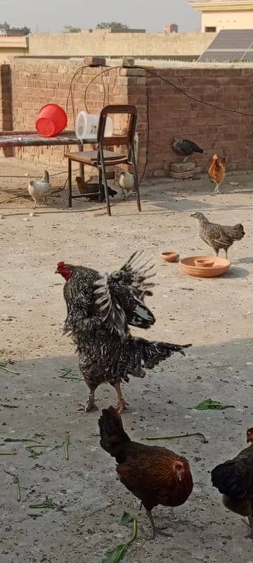 GOLDEN MISRI AND ASEEL HENS Aseel hens with chicks fancy male 1