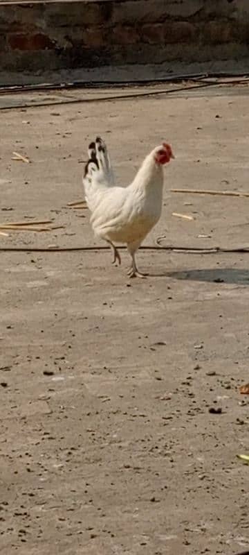 GOLDEN MISRI AND ASEEL HENS Aseel hens with chicks fancy male 2