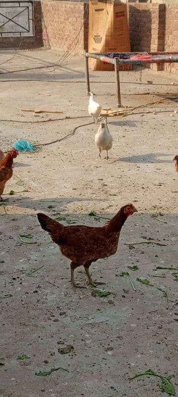 GOLDEN MISRI AND ASEEL HENS Aseel hens with chicks fancy male 3