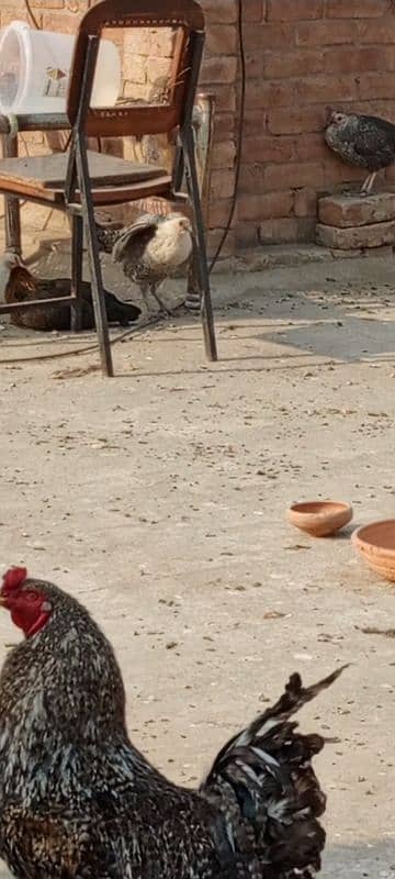 GOLDEN MISRI AND ASEEL HENS Aseel hens with chicks fancy male 4