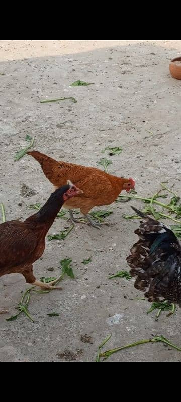 GOLDEN MISRI AND ASEEL HENS Aseel hens with chicks fancy male 9