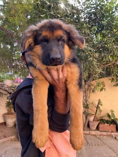 German Shepherd Puppy | GS Puppy 3months old