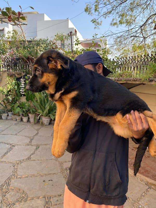 German Shepherd Puppy | GS Puppy 3months old 2