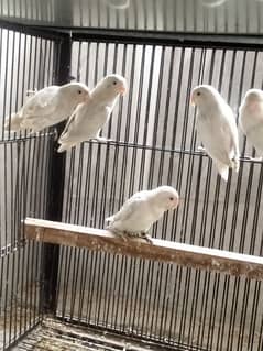 Albino Red eyes l Love Birds l 5 pices