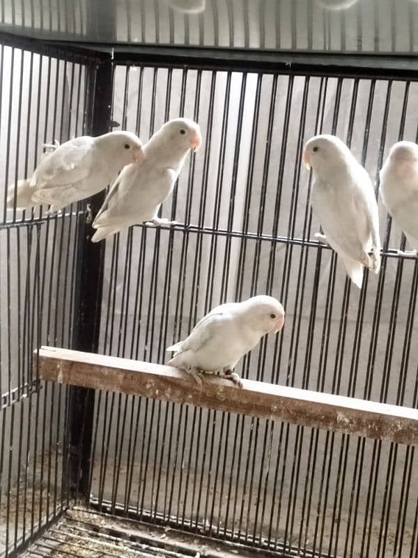 Albino Red eyes l Love Birds l 5 pices 0