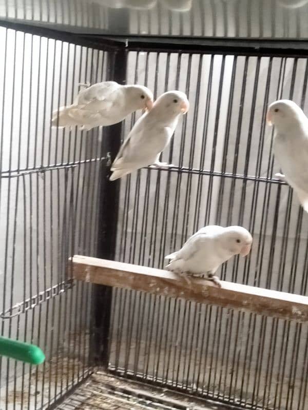 Albino Red eyes l Love Birds l 5 pices 1