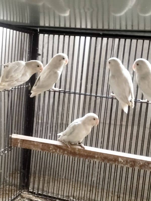 Albino Red eyes l Love Birds l 5 pices 2