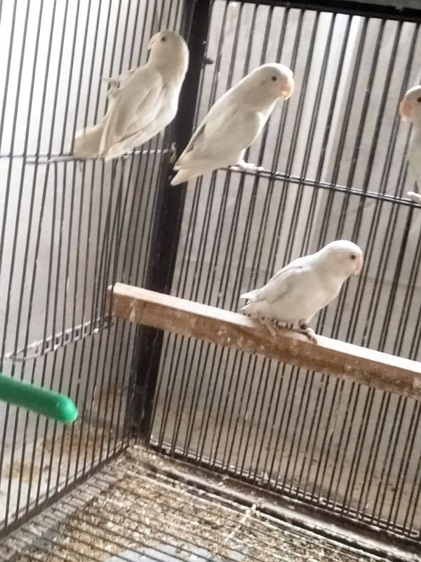 Albino Red eyes l Love Birds l 5 pices 3