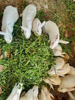 new Zealand white Rabbits for sale