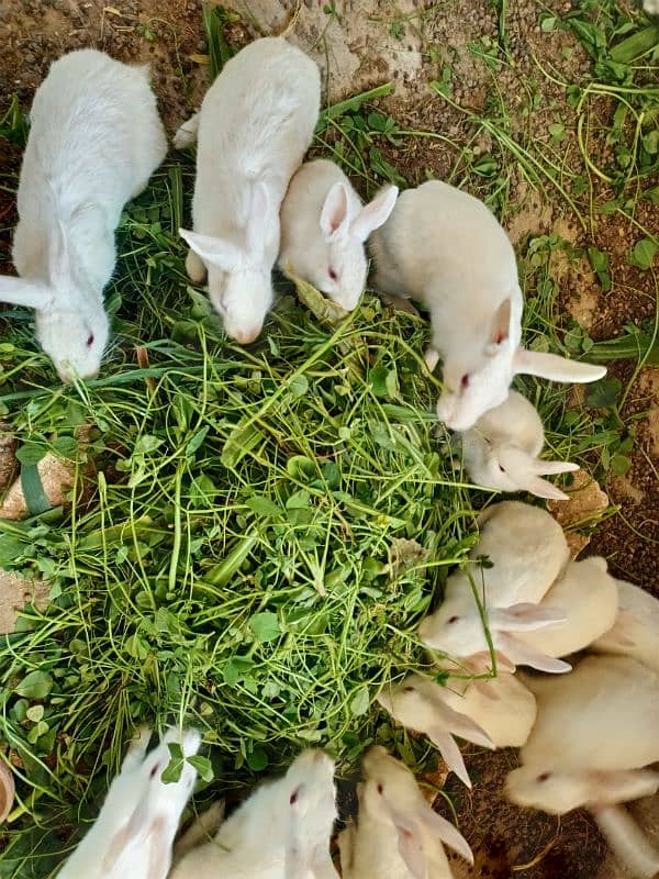 new Zealand white Rabbits for sale 0