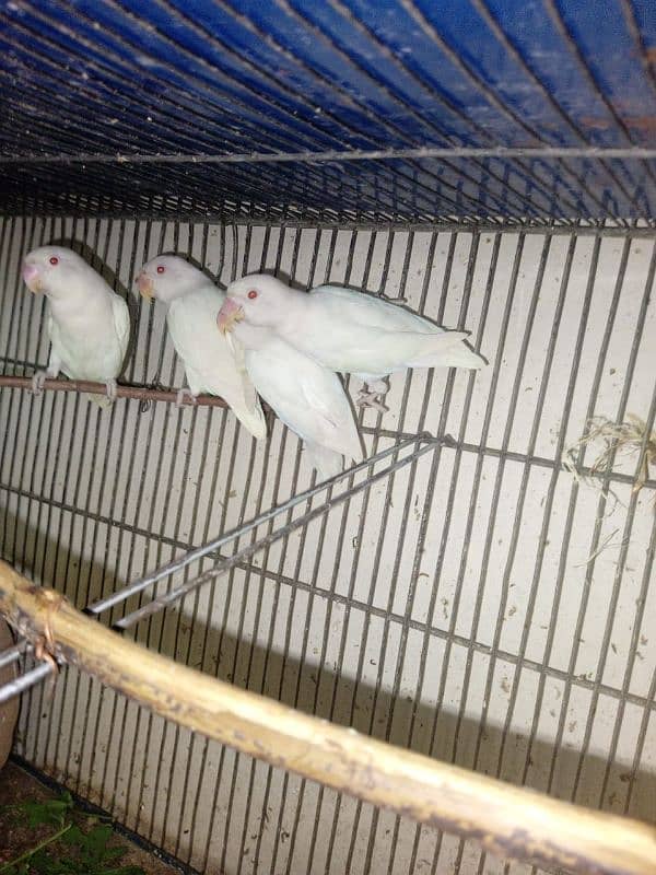 lovebirds albino red eyes age 5 months pathey 0