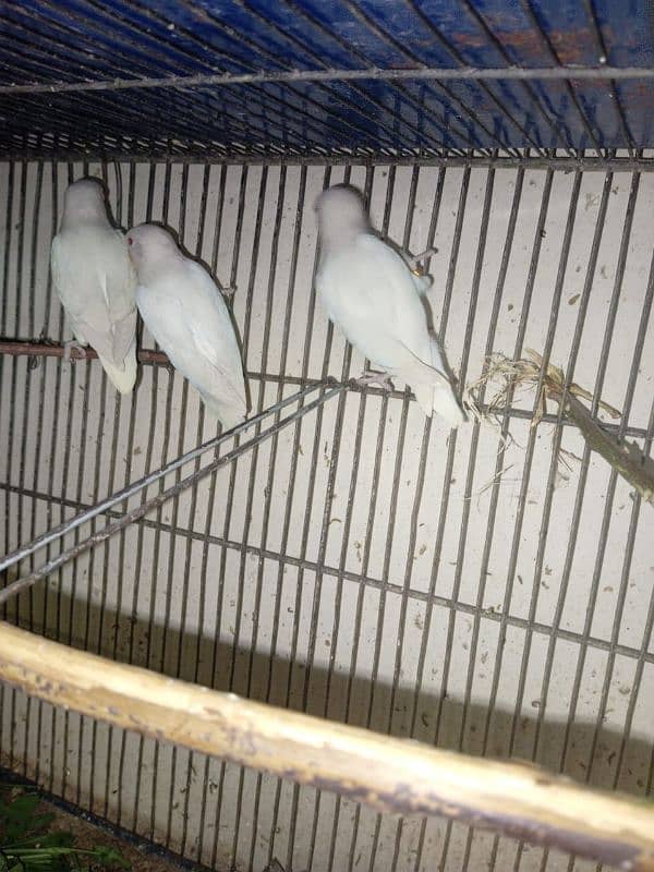 lovebirds albino red eyes age 5 months pathey 1