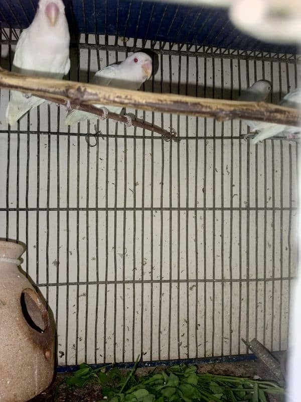 lovebirds albino red eyes age 5 months pathey 2