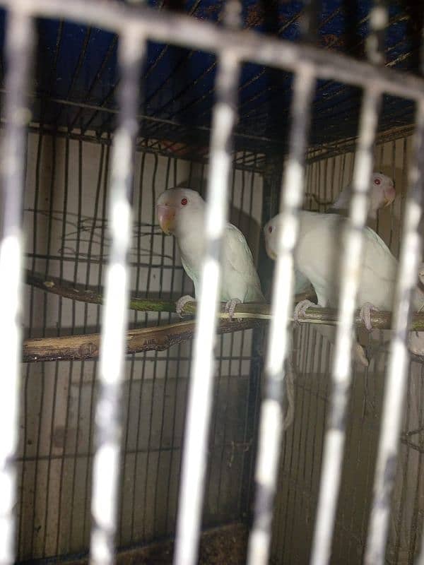 lovebirds albino red eyes age 5 months pathey 3