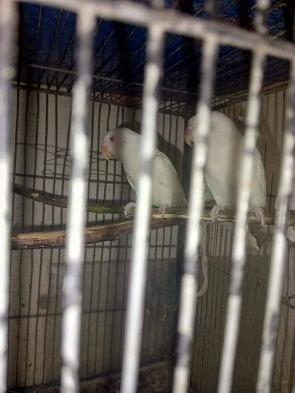 lovebirds albino red eyes age 5 months pathey 4