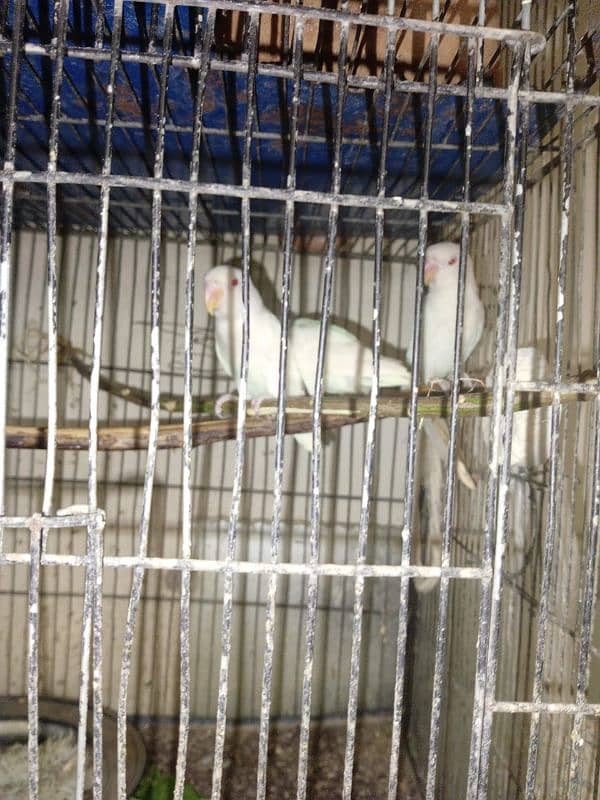 lovebirds albino red eyes age 5 months pathey 6