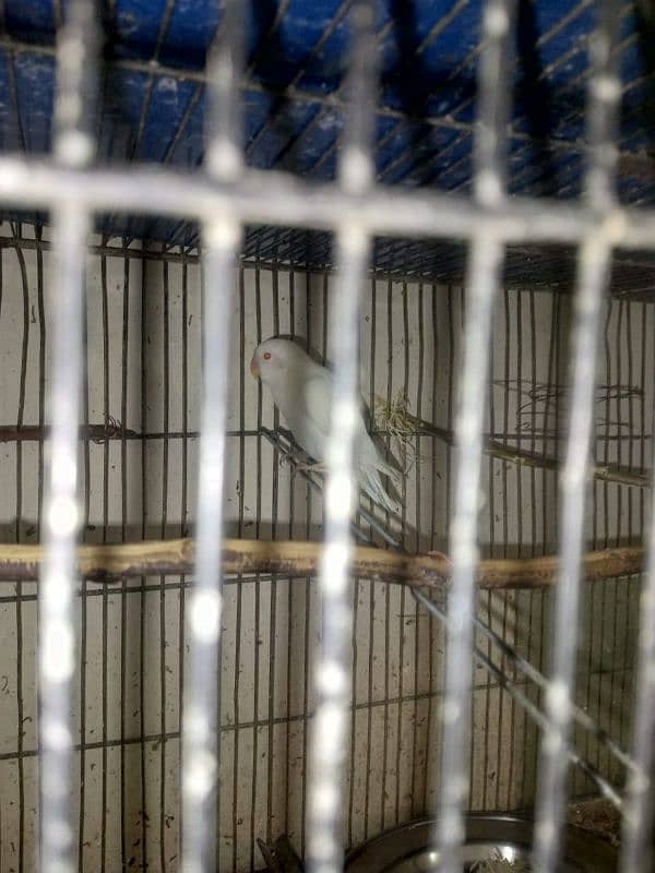 lovebirds albino red eyes age 5 months pathey 7