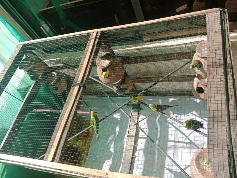 Australian Parrots with Wooden Cage 1