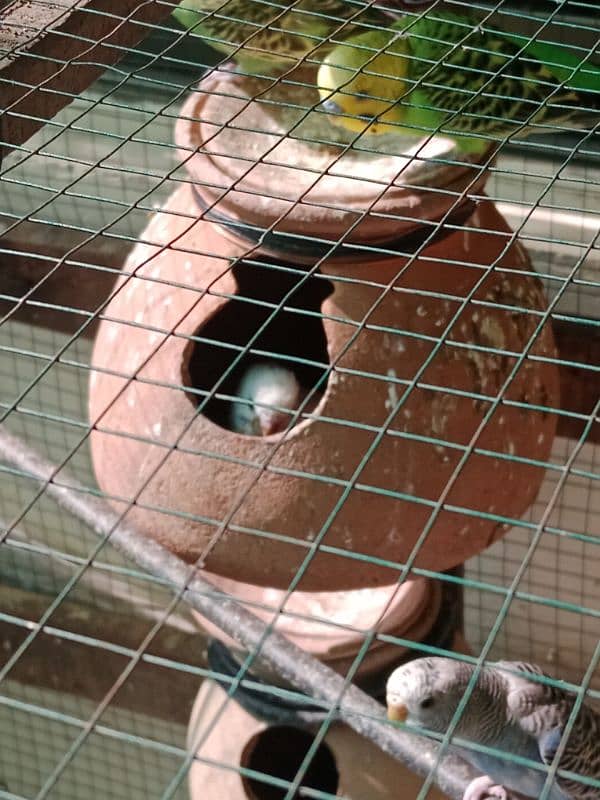 Australian Parrots with Wooden Cage 3