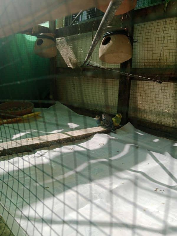 Australian Parrots with Wooden Cage 4