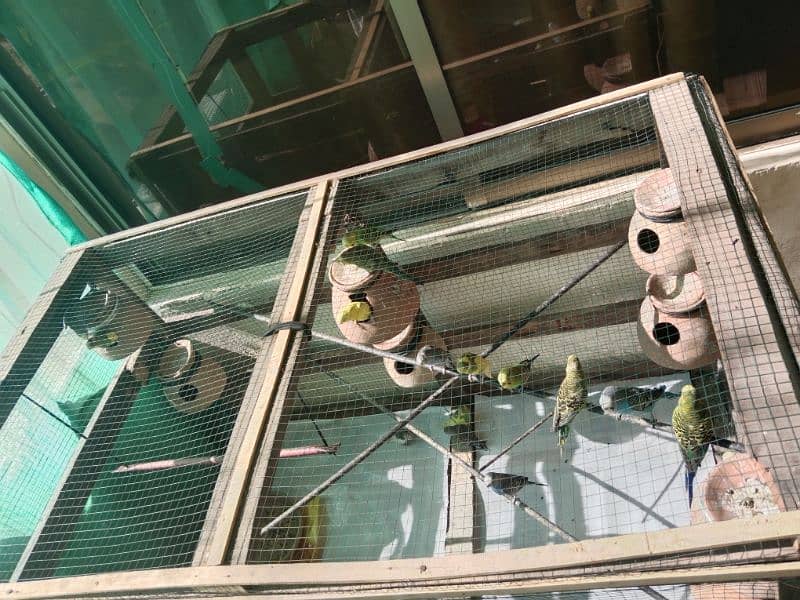 Australian Parrots with Wooden Cage 6