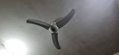 fan