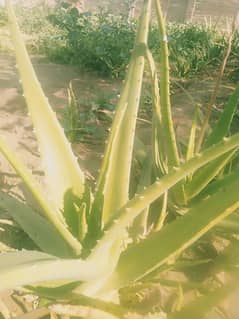 Aloe Vera plants