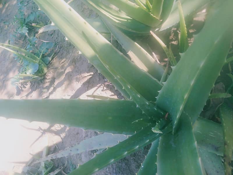 Aloe Vera plants 1