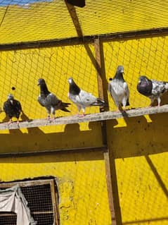 pigeons  for sale only 300 pr