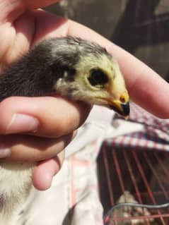 3 weeks black Shamo chicks