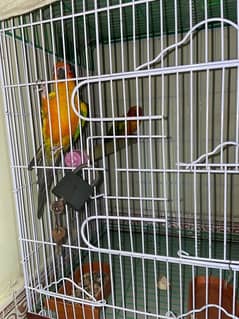 Sunconure Breeder Pair Avaible with cage and box too