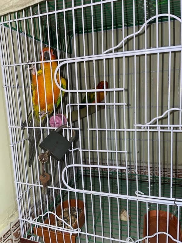 Sunconure Breeder Pair Avaible with cage and box too 0