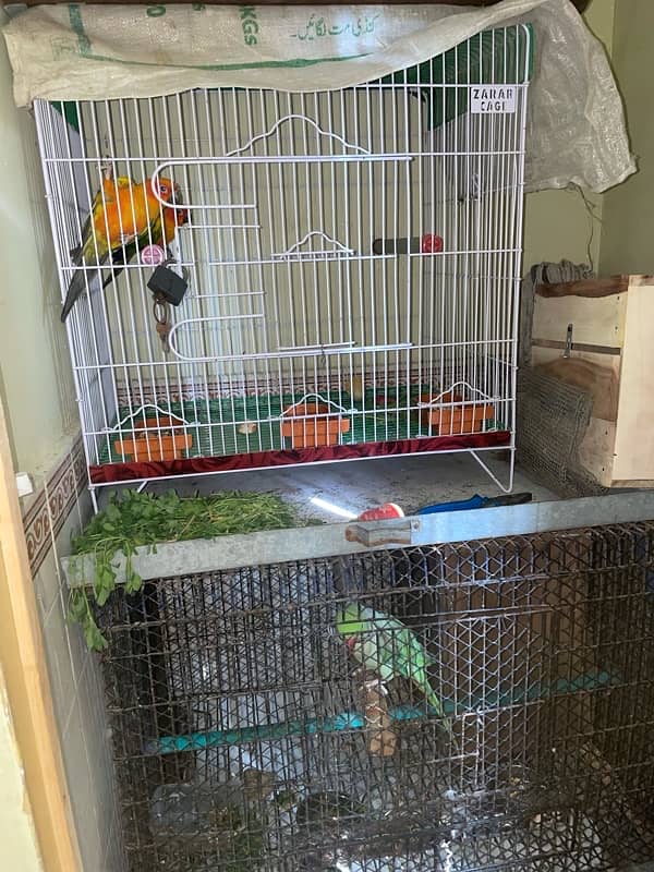 Sunconure Breeder Pair Avaible with cage and box too 1