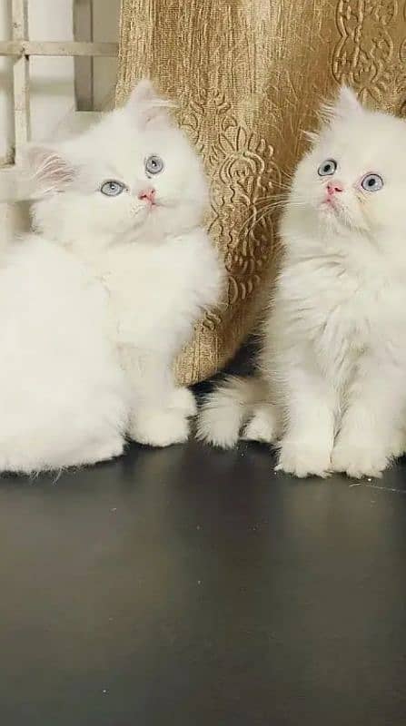 quality Persian panch face cate & kittan male female both available h 1