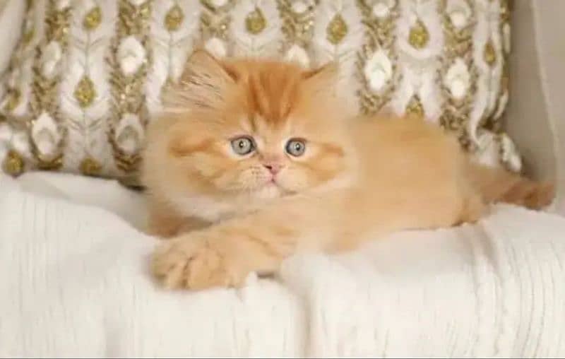 quality Persian panch face cate & kittan male female both available h 2