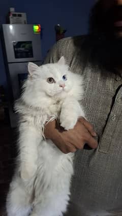 Persian cat for sale age 6 months