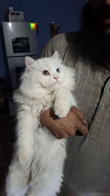 Persian cat for sale age 6 months 0