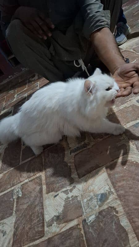 Persian cat for sale age 6 months 1