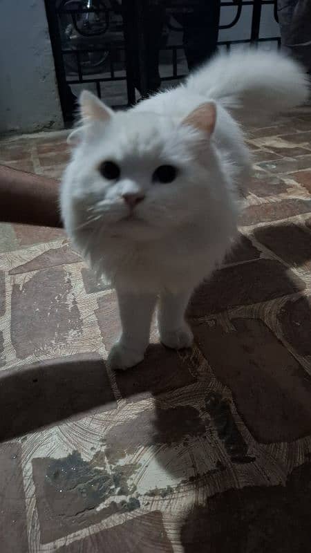 Persian cat for sale age 6 months 2