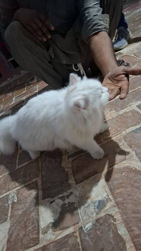 Persian cat for sale age 6 months 3